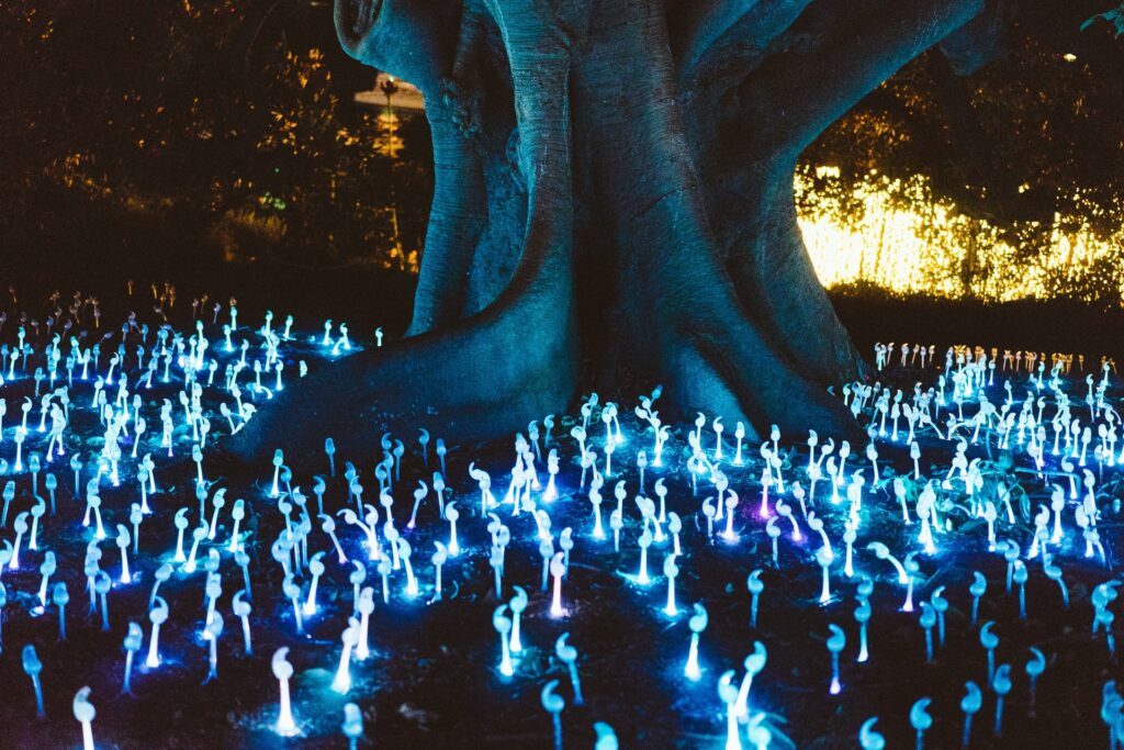 Phosphorescent plants at base of tree - Photo by Jay on Unsplash