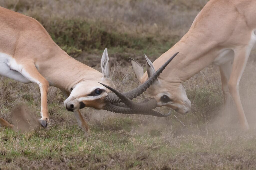 Ibex's in conflict - Photo by jean wimmerlin on Unsplash


