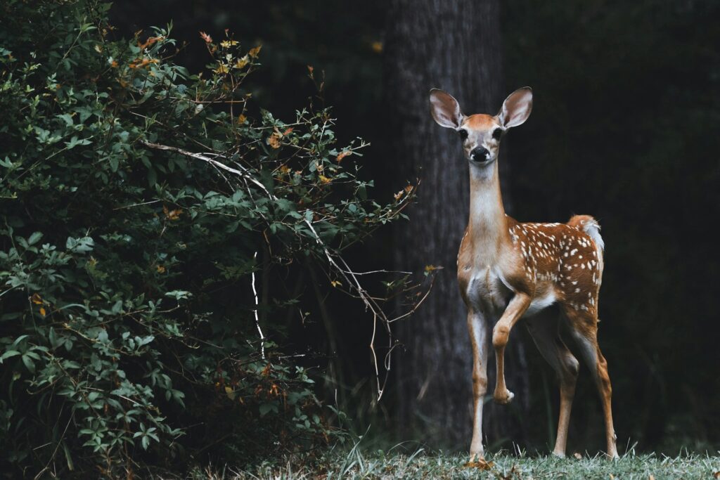 A fallow deer in the forest - Scott Carrol for Unsplash