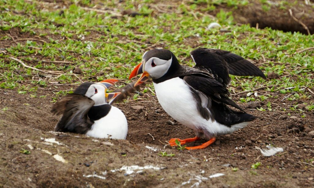 Two puffins arguing - Photo by Sarah Kilian on Unsplash